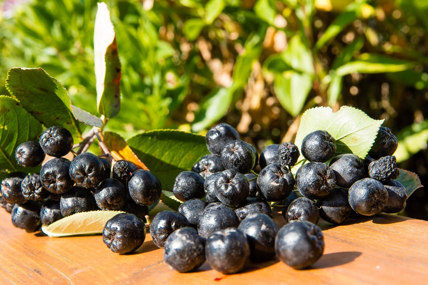 Aronia × prunifolia FK VÄSTERÅKER E