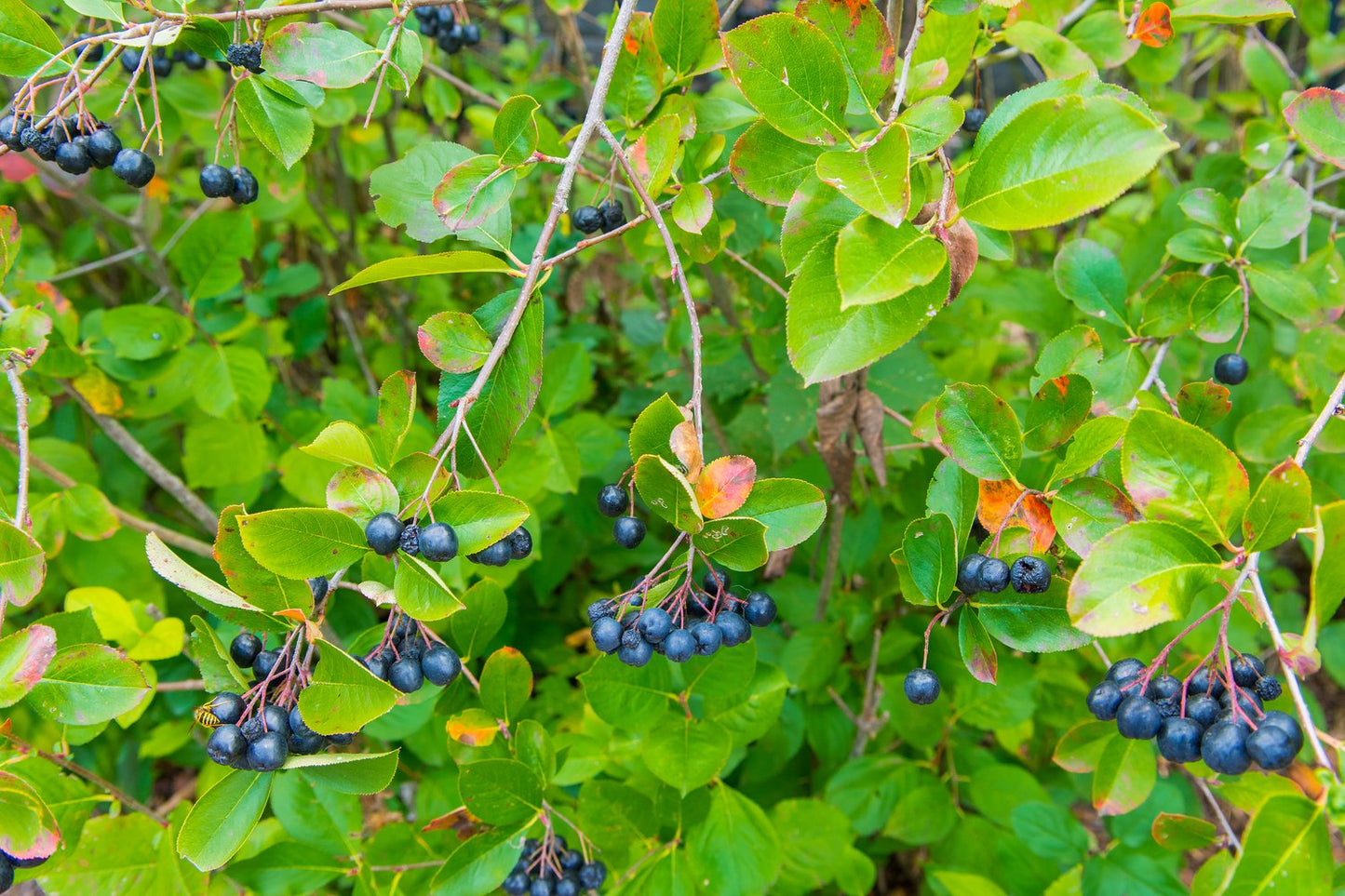 Aronia × prunifolia FK VÄSTERÅKER E