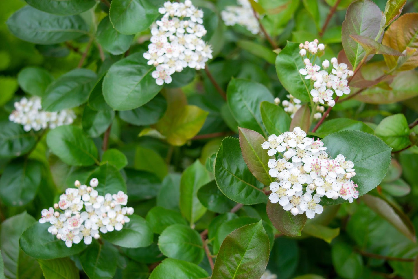Aronia × prunifolia FK VÄSTERÅKER E