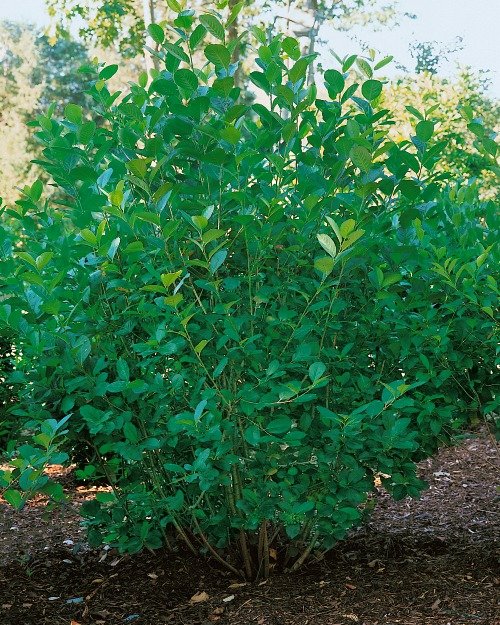 Aronia × prunifolia FK VÄSTERÅKER E