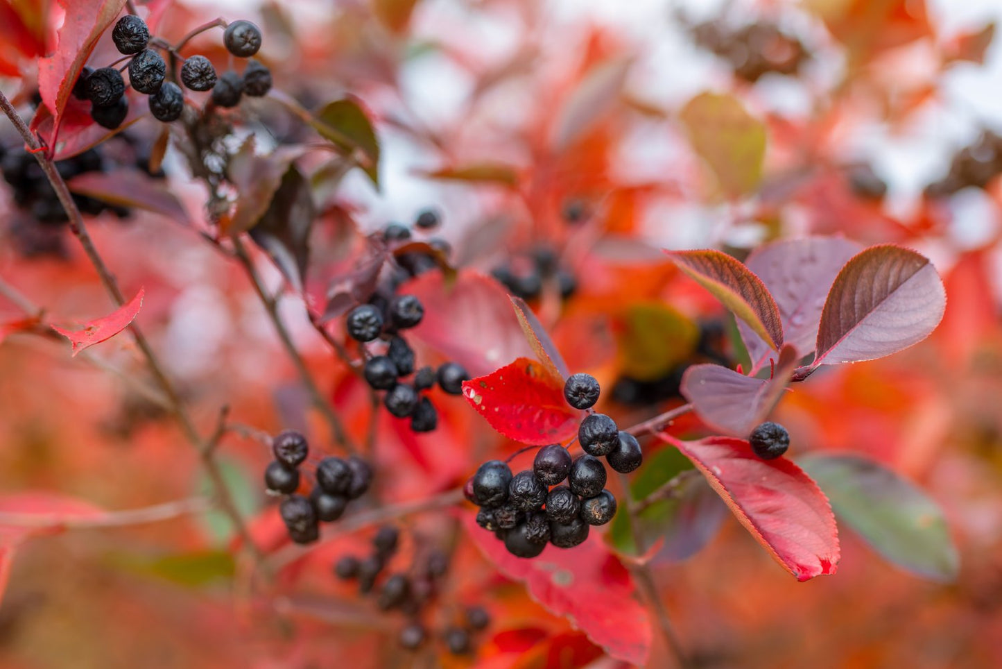 Aronia × prunifolia FK VÄSTERÅKER E
