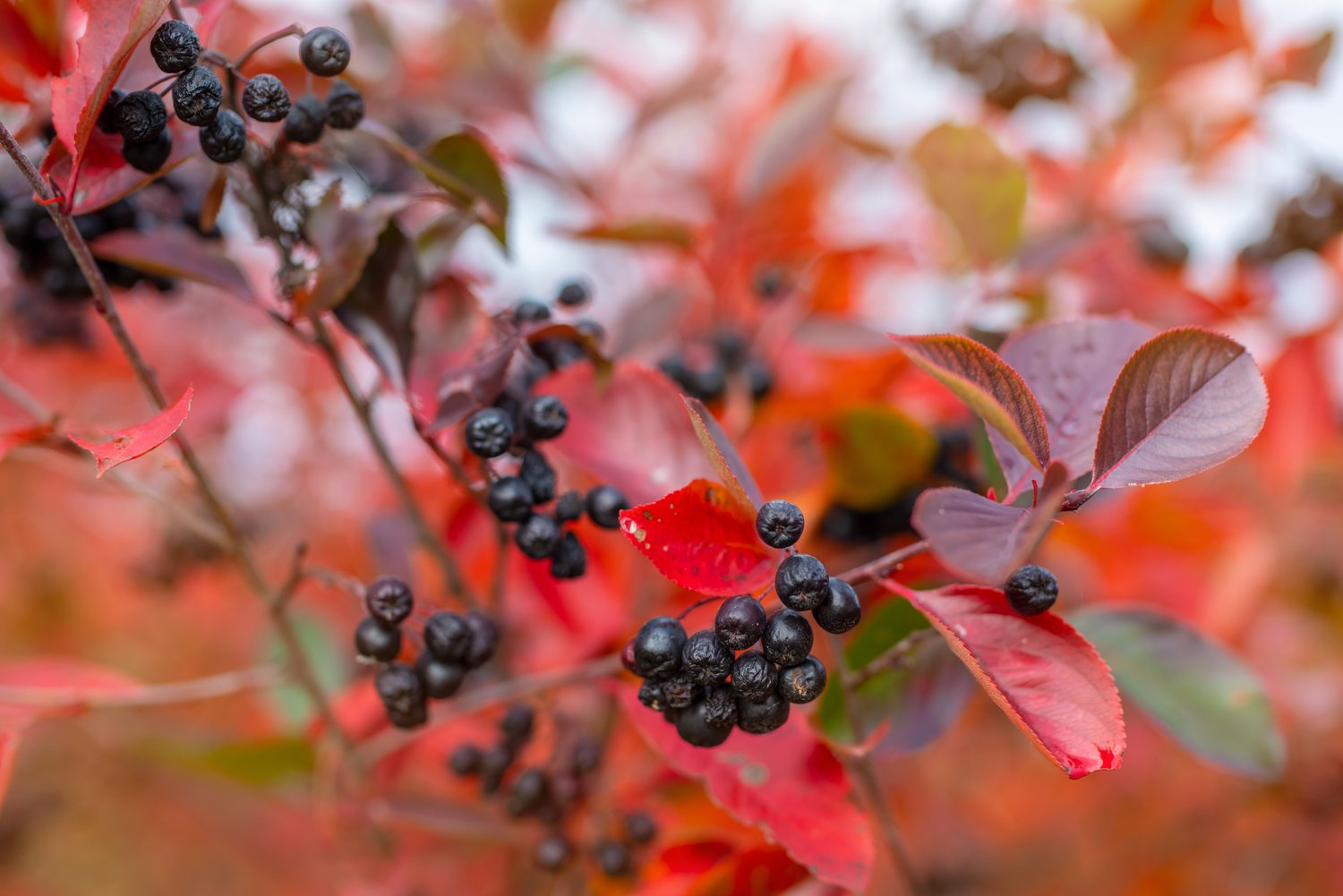 Aronia × prunifolia FK VÄSTERÅKER E