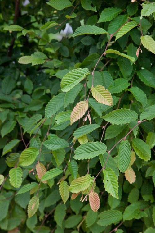 Carpinus betulus