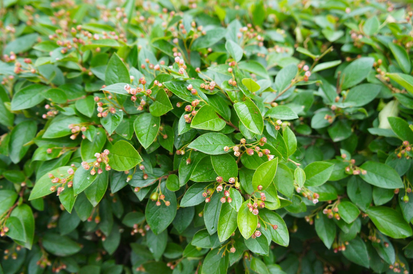 Cotoneaster lucidus