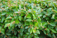 Cotoneaster lucidus