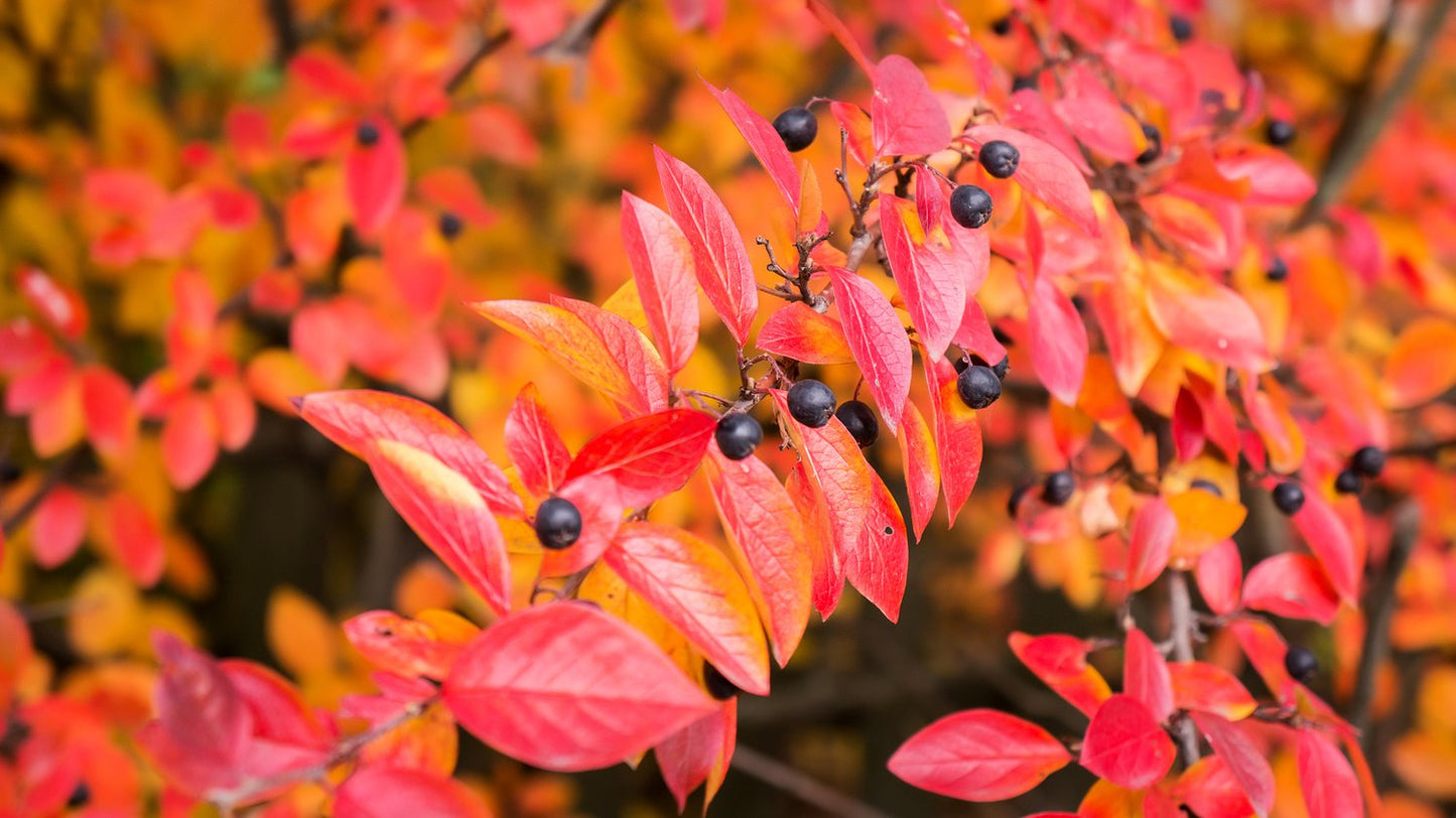 Cotoneaster lucidus
