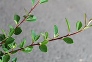 Cotoneaster radicans 'Eichholz'