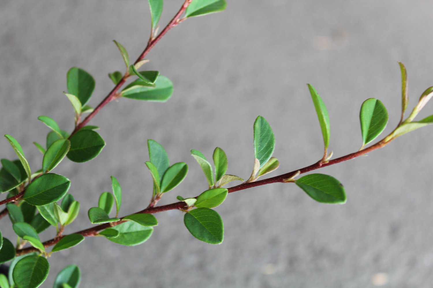 Cotoneaster radicans 'Eichholz'