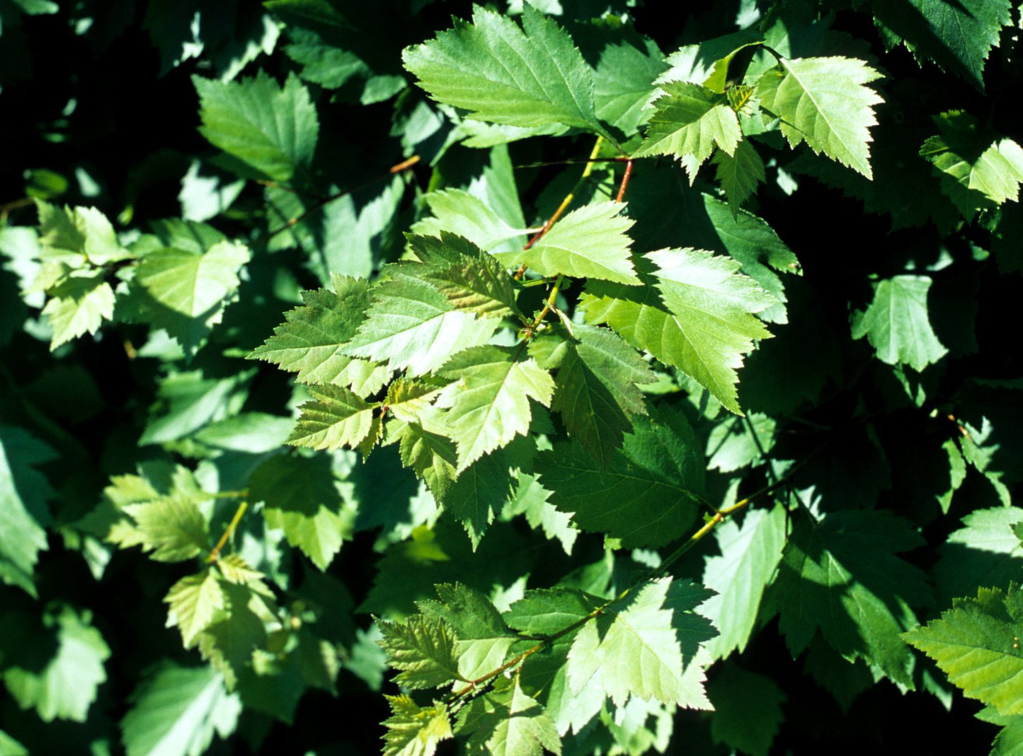 Crataegus flabellata var. grayana FK UPPSALA E
