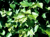 Crataegus flabellata var. grayana FK UPPSALA E