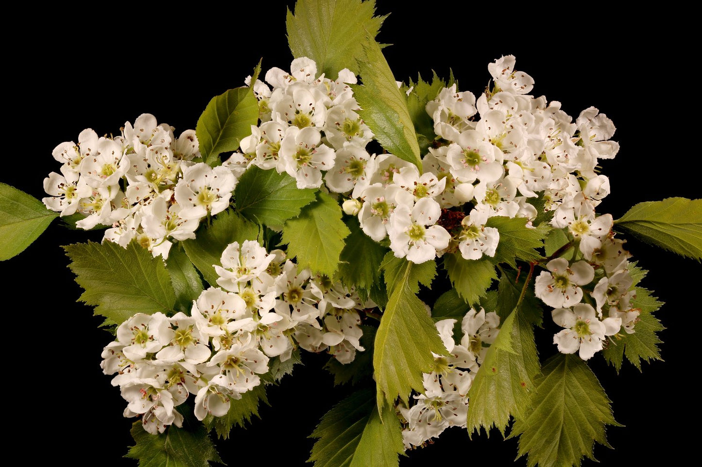 Crataegus flabellata var. grayana FK UPPSALA E