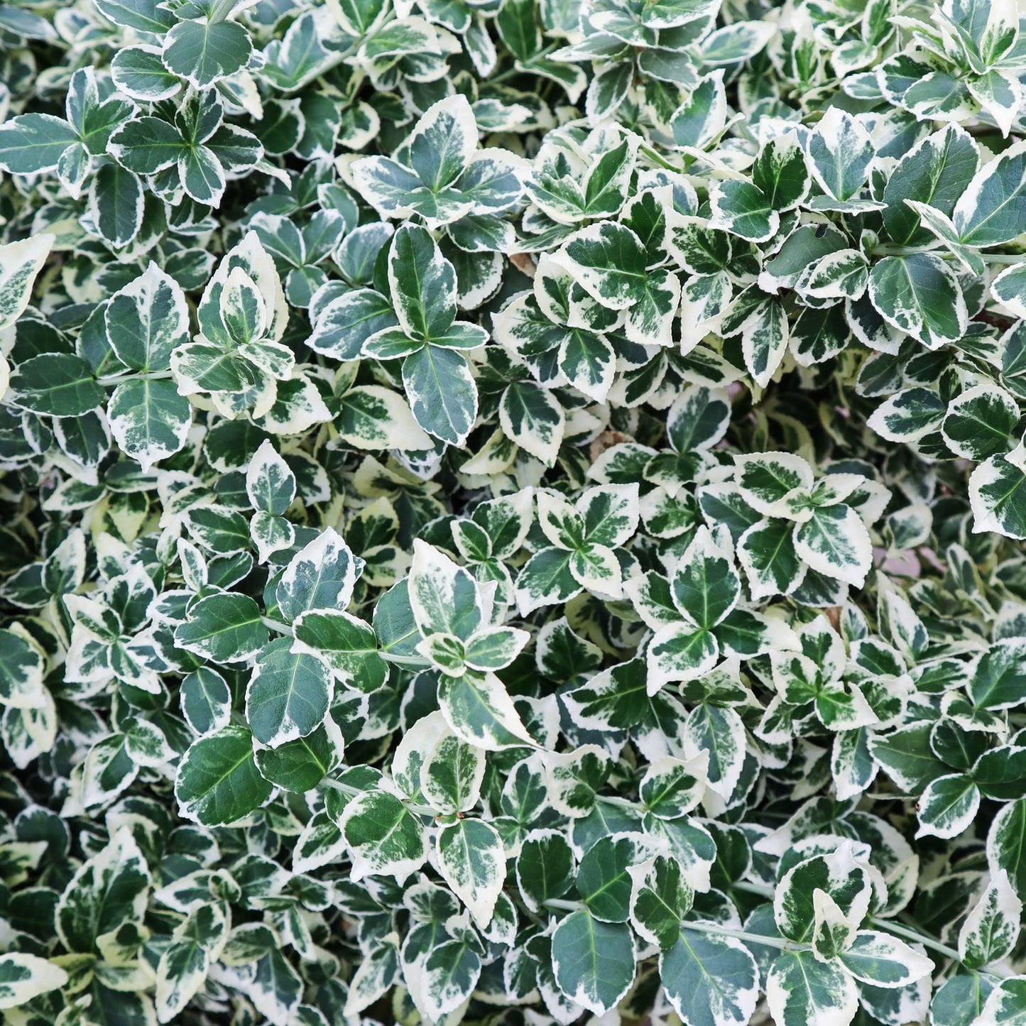 Euonymus fortunei var. radicans 'Emerald Gaiety'