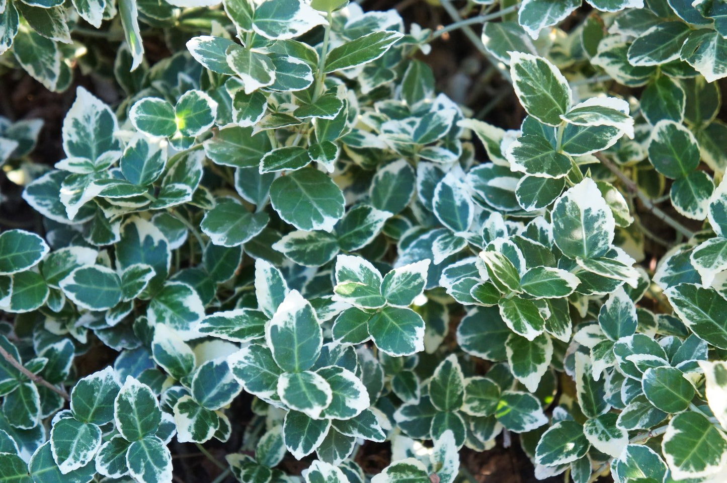 Euonymus fortunei var. radicans 'Emerald Gaiety'