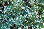Euonymus fortunei var. radicans 'Emerald Gaiety'