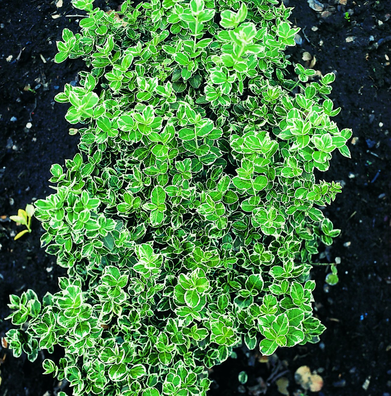 Euonymus fortunei var. radicans 'Emerald Gaiety'