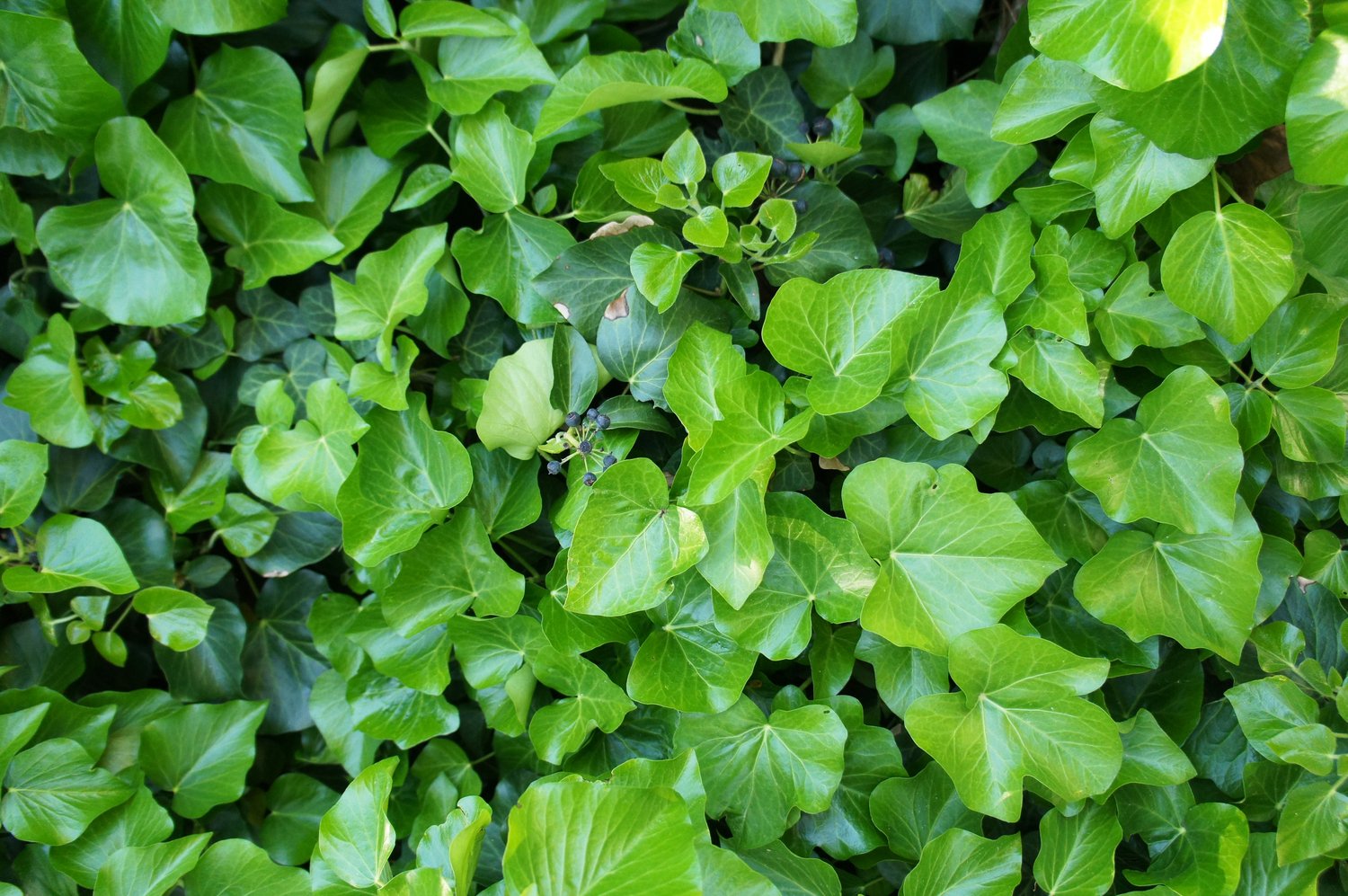 Hedera hibernica