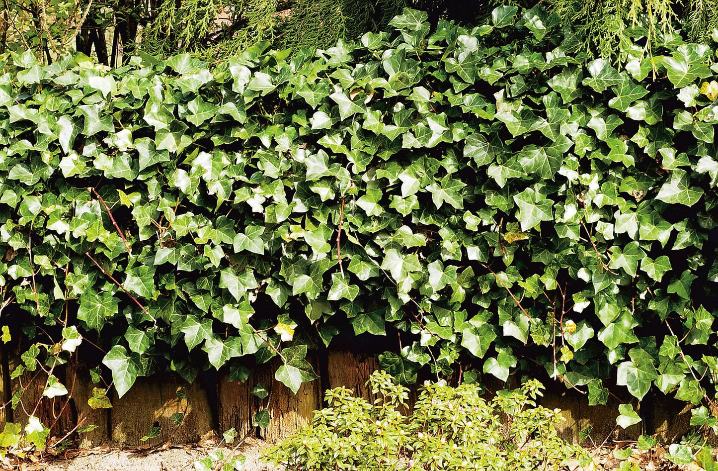 Hedera hibernica