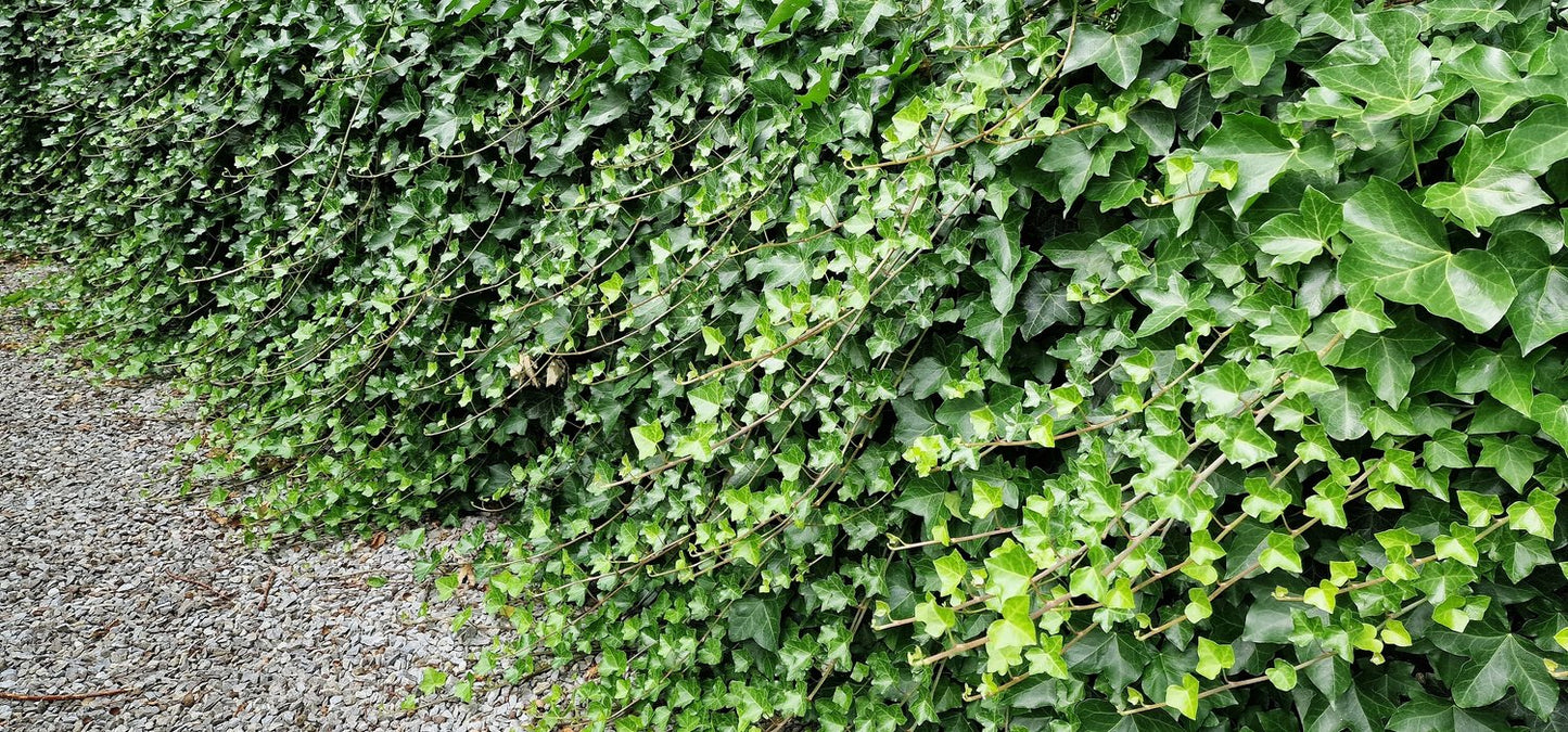 Hedera hibernica