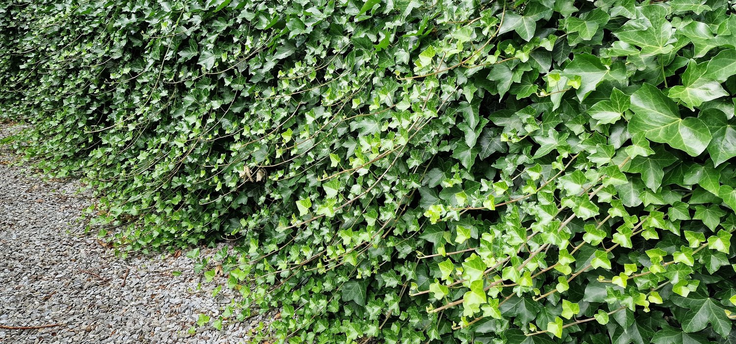 Hedera hibernica