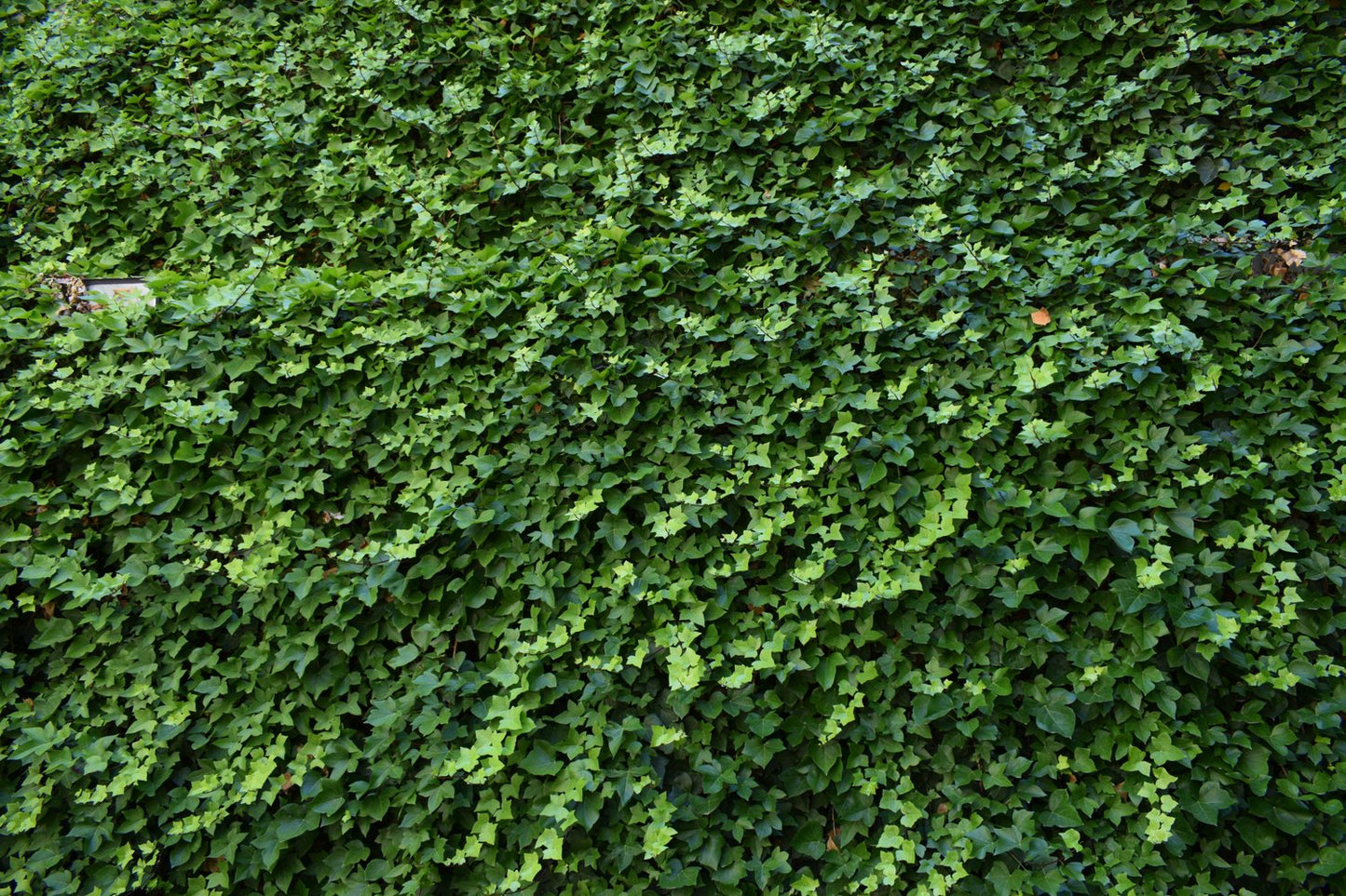 Hedera hibernica