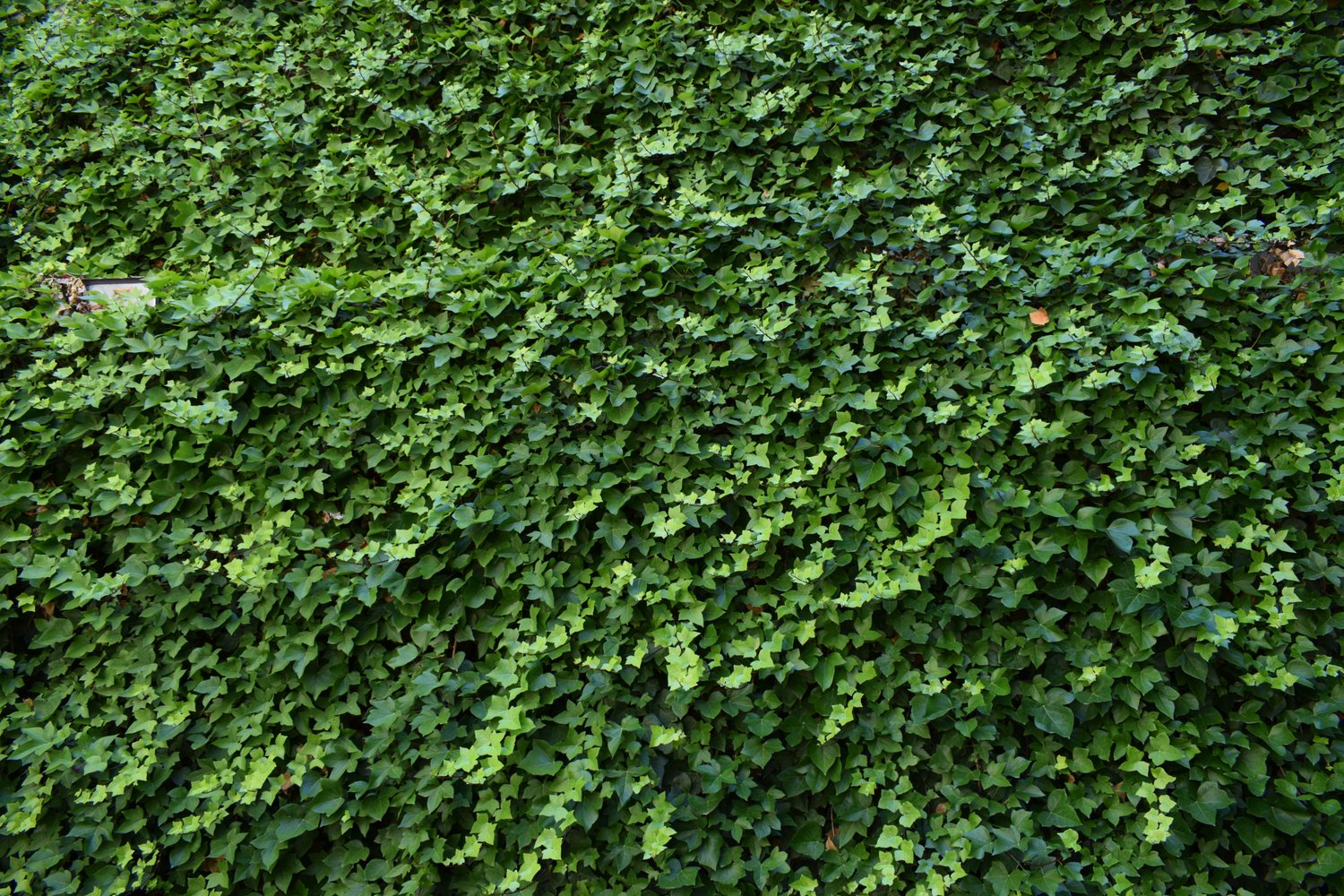 Hedera hibernica