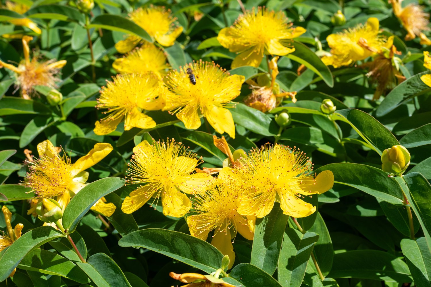 Hypericum calycinum
