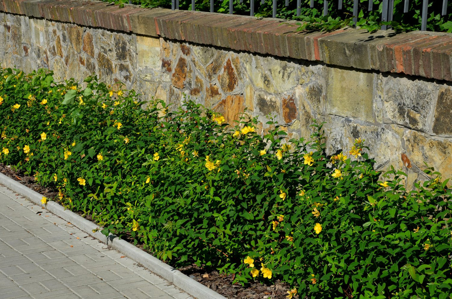Hypericum calycinum