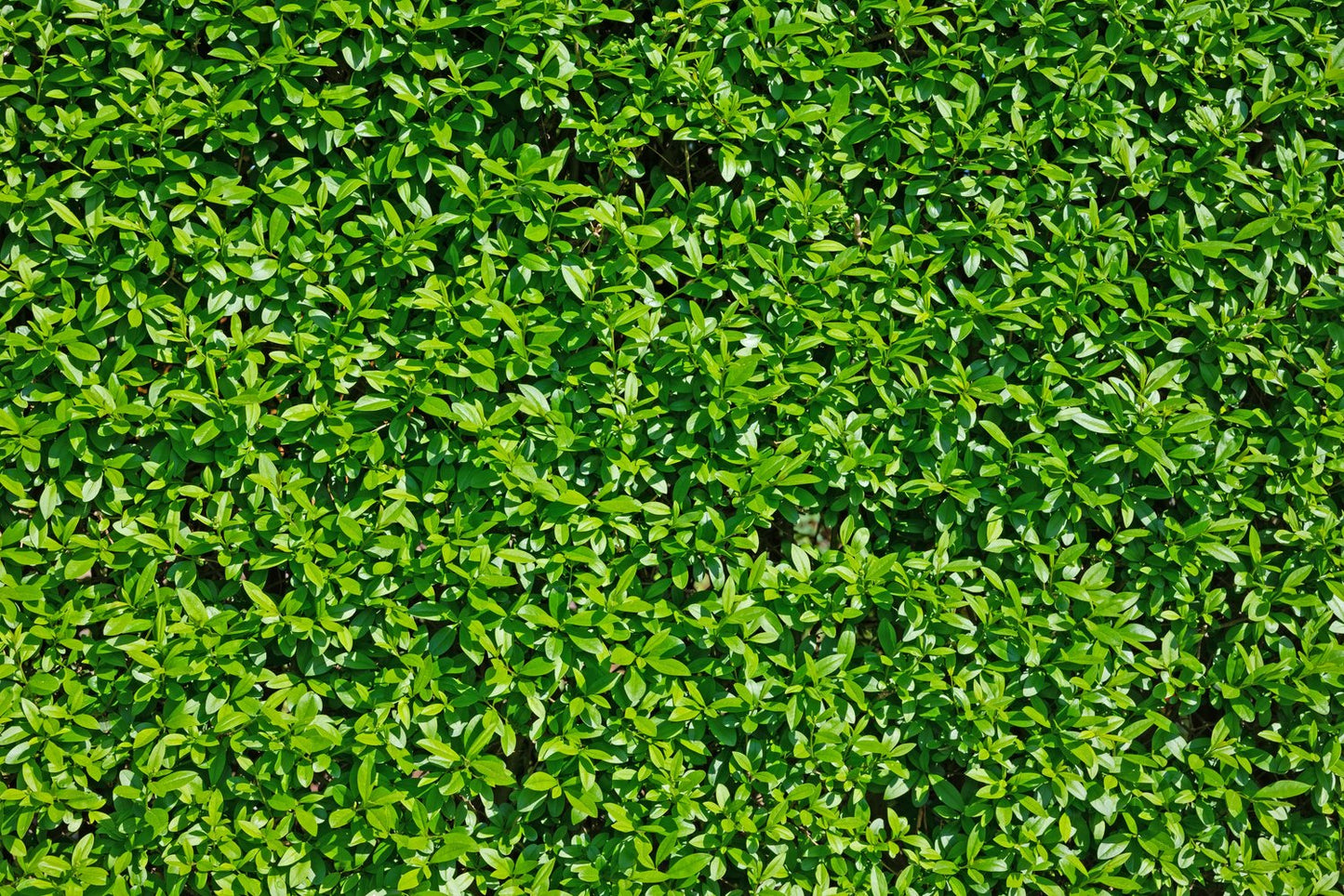 Ligustrum vulgare var. italicum 'Atrovirens', co2lit