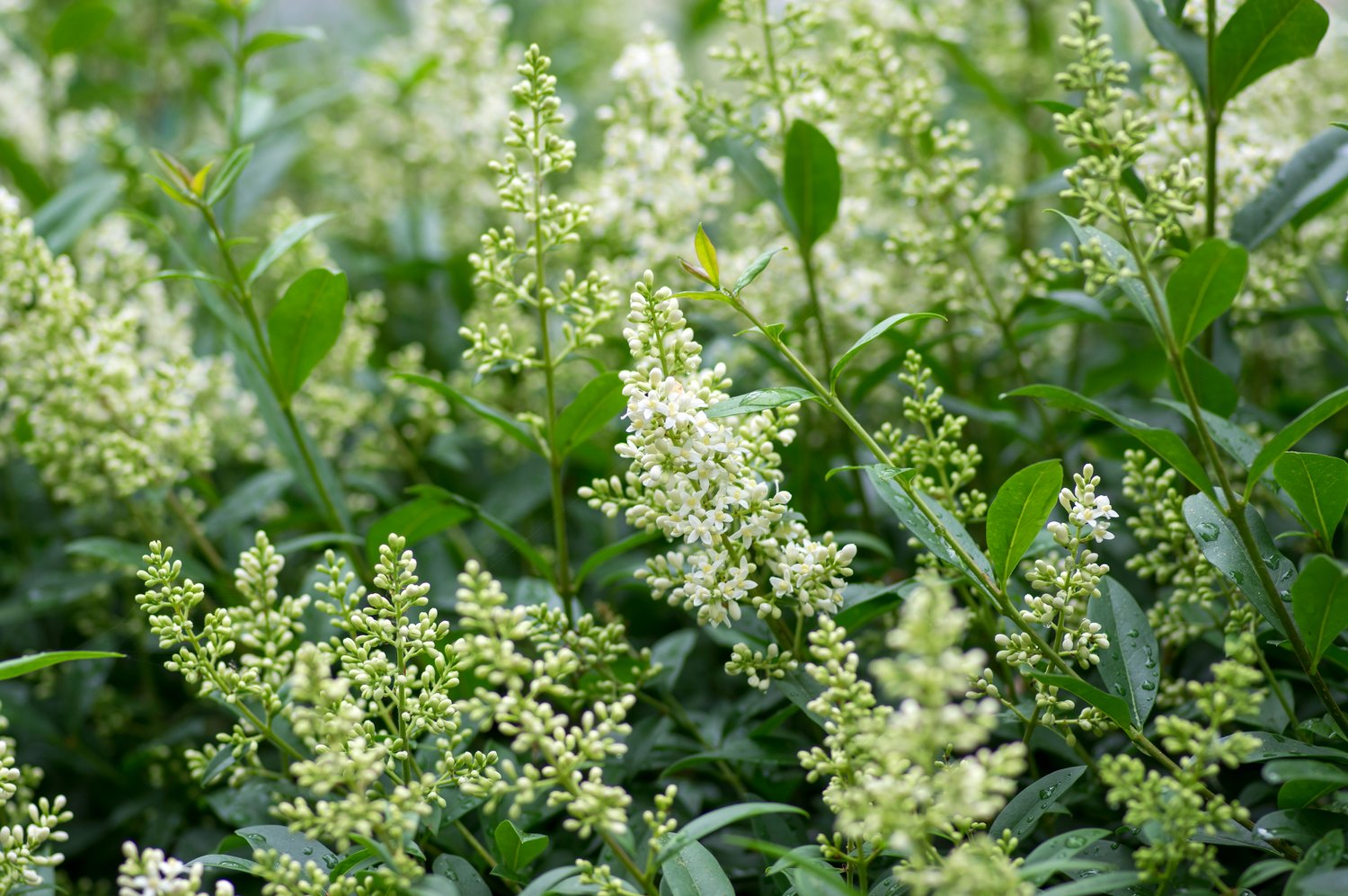 Ligustrum vulgare var. italicum 'Atrovirens' co