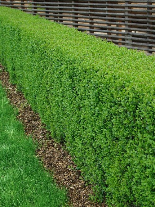 Ligustrum vulgare