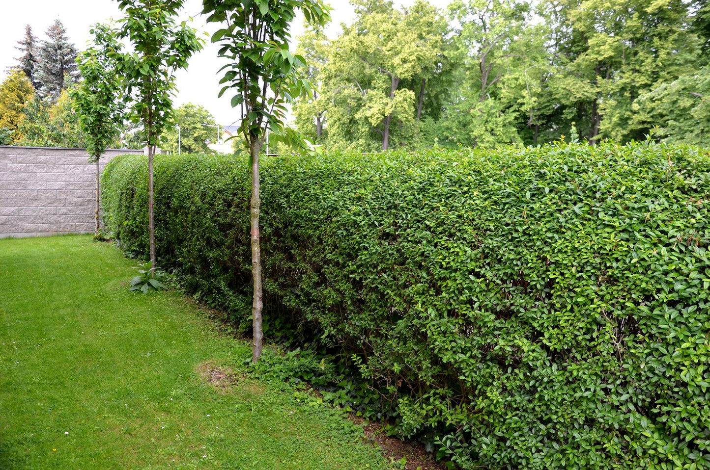 Ligustrum vulgare