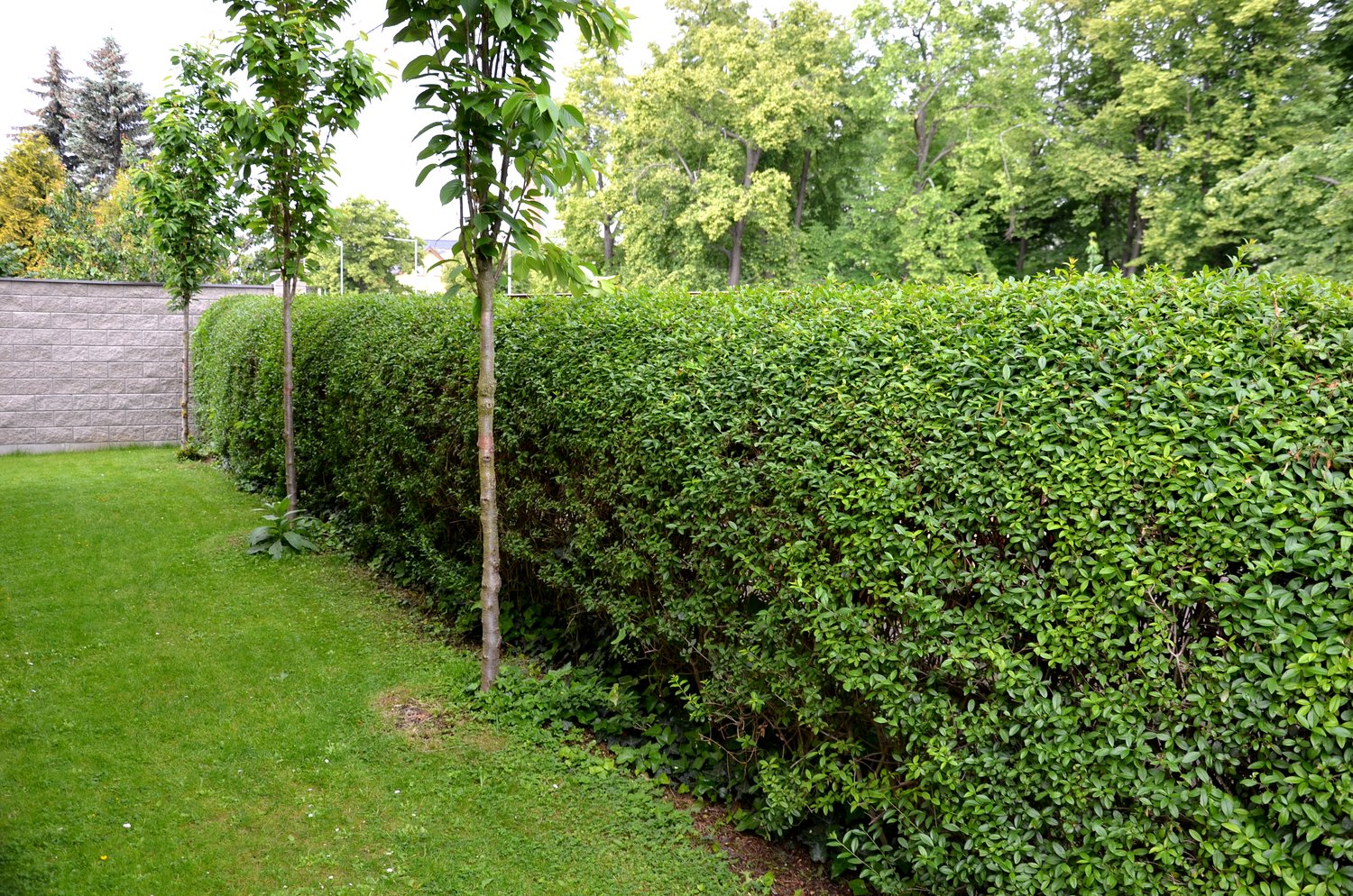Ligustrum vulgare