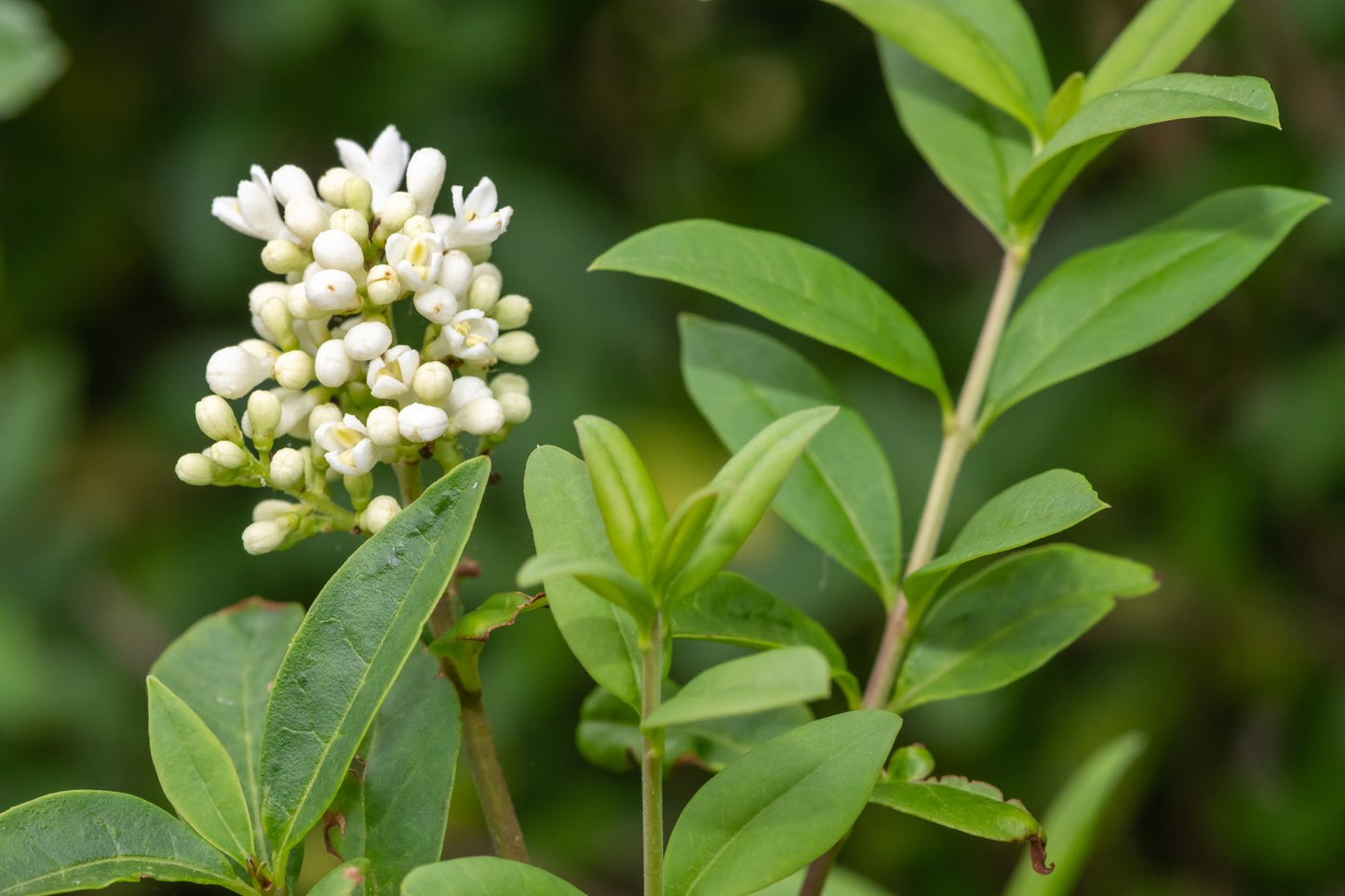 Ligustrum vulgare