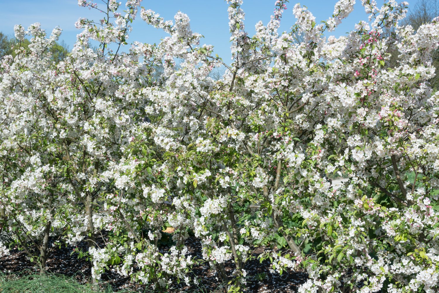 Malus toringo var. sargentii