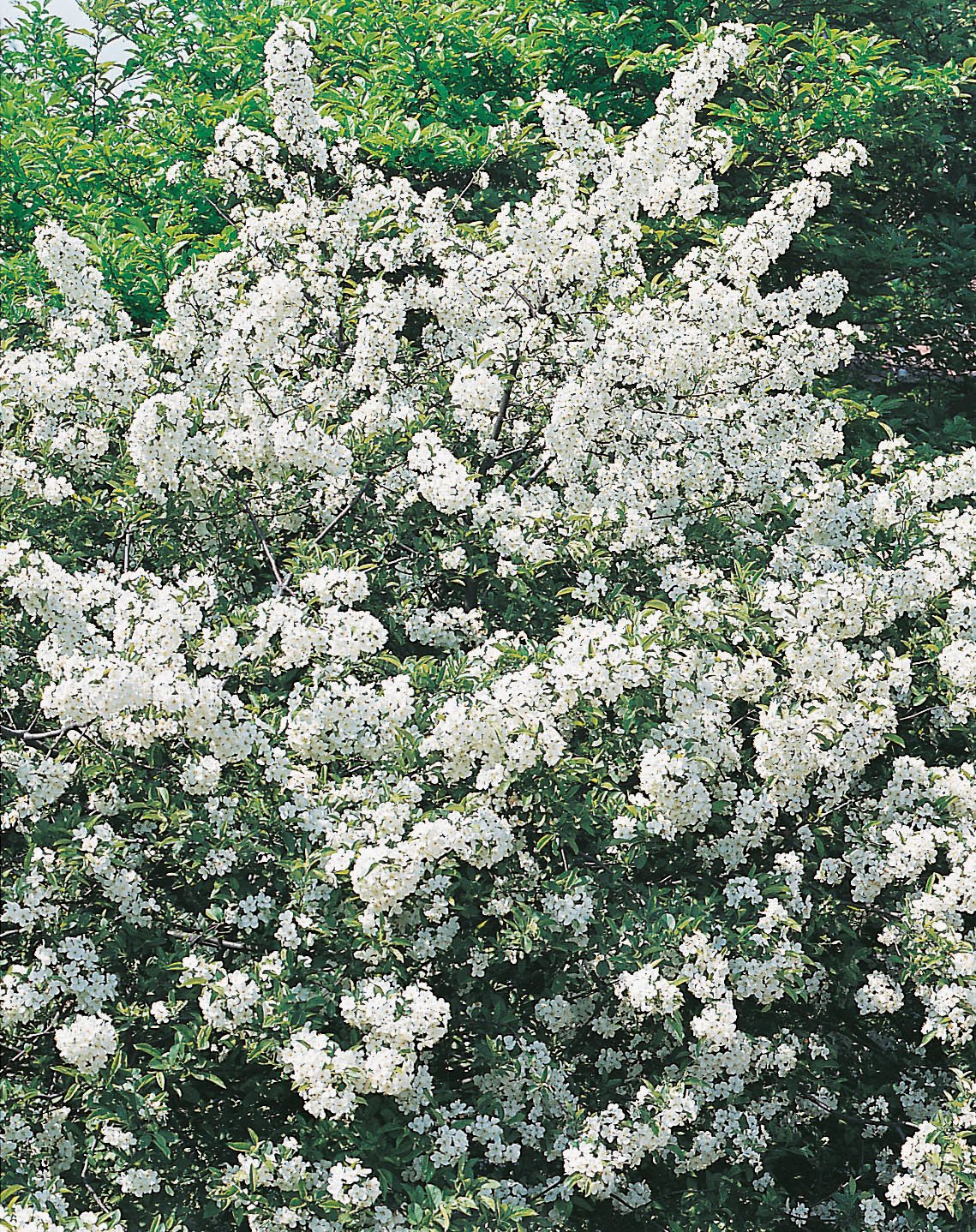 Malus toringo var. sargentii