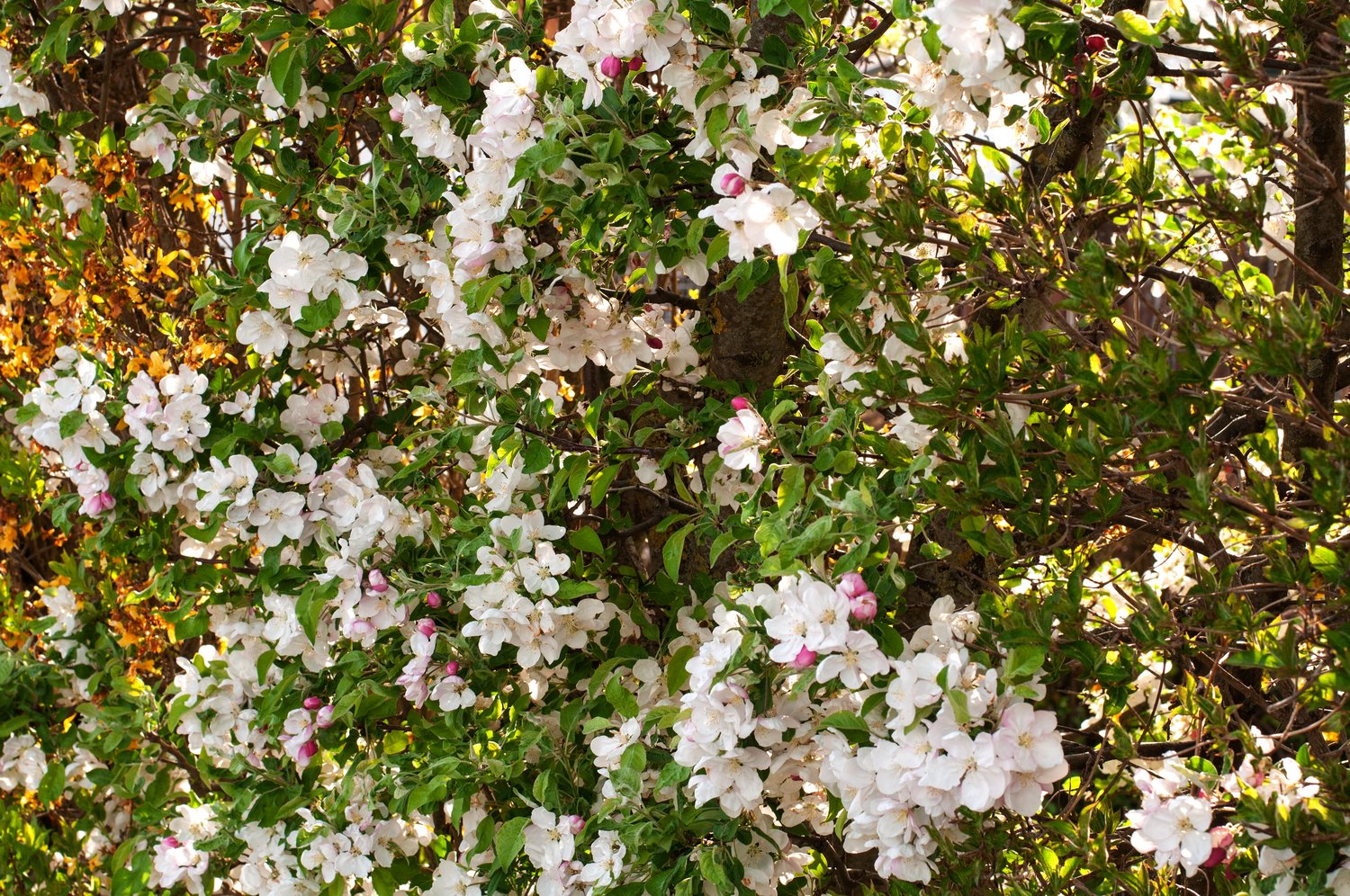 Malus toringo var. sargentii