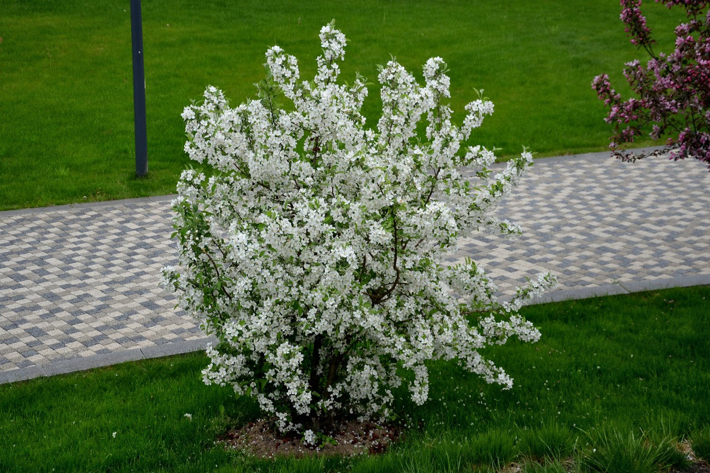 Malus toringo var. sargentii