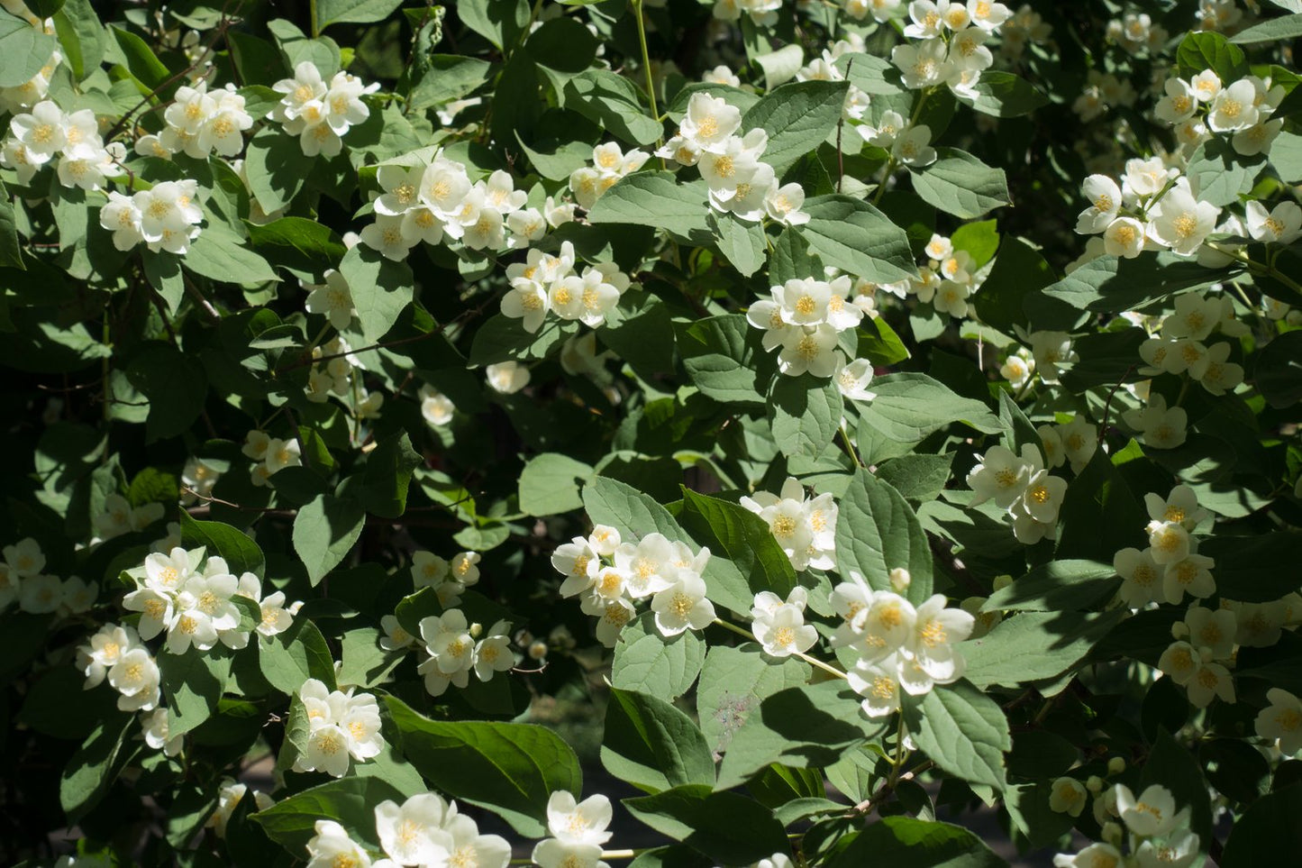 Philadelphus 'Mont Blanc'
