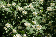 Philadelphus 'Mont Blanc'
