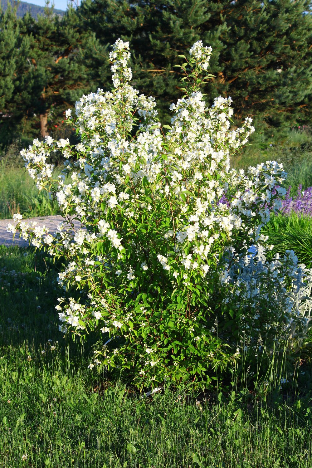 Philadelphus 'Mont Blanc'