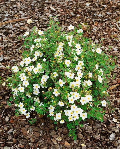 Dasiphora 'Abbotswood'