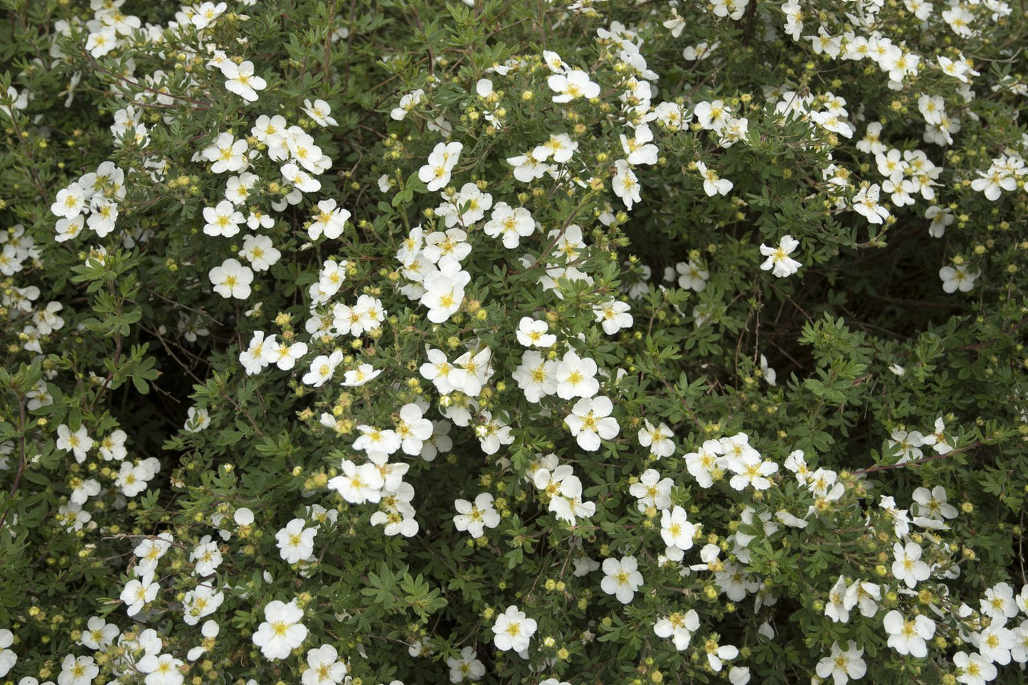 Dasiphora 'Abbotswood'