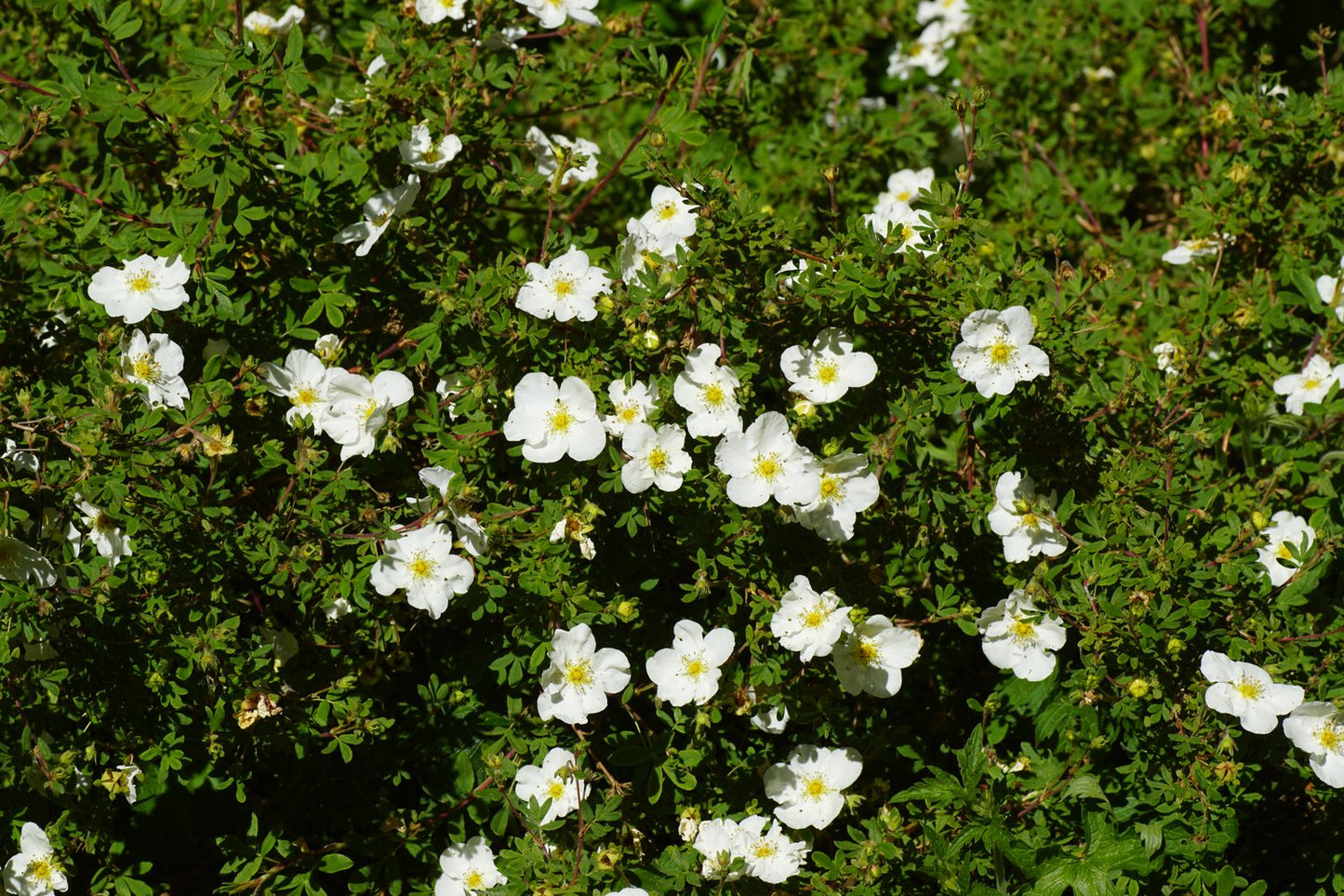 Dasiphora 'Abbotswood'