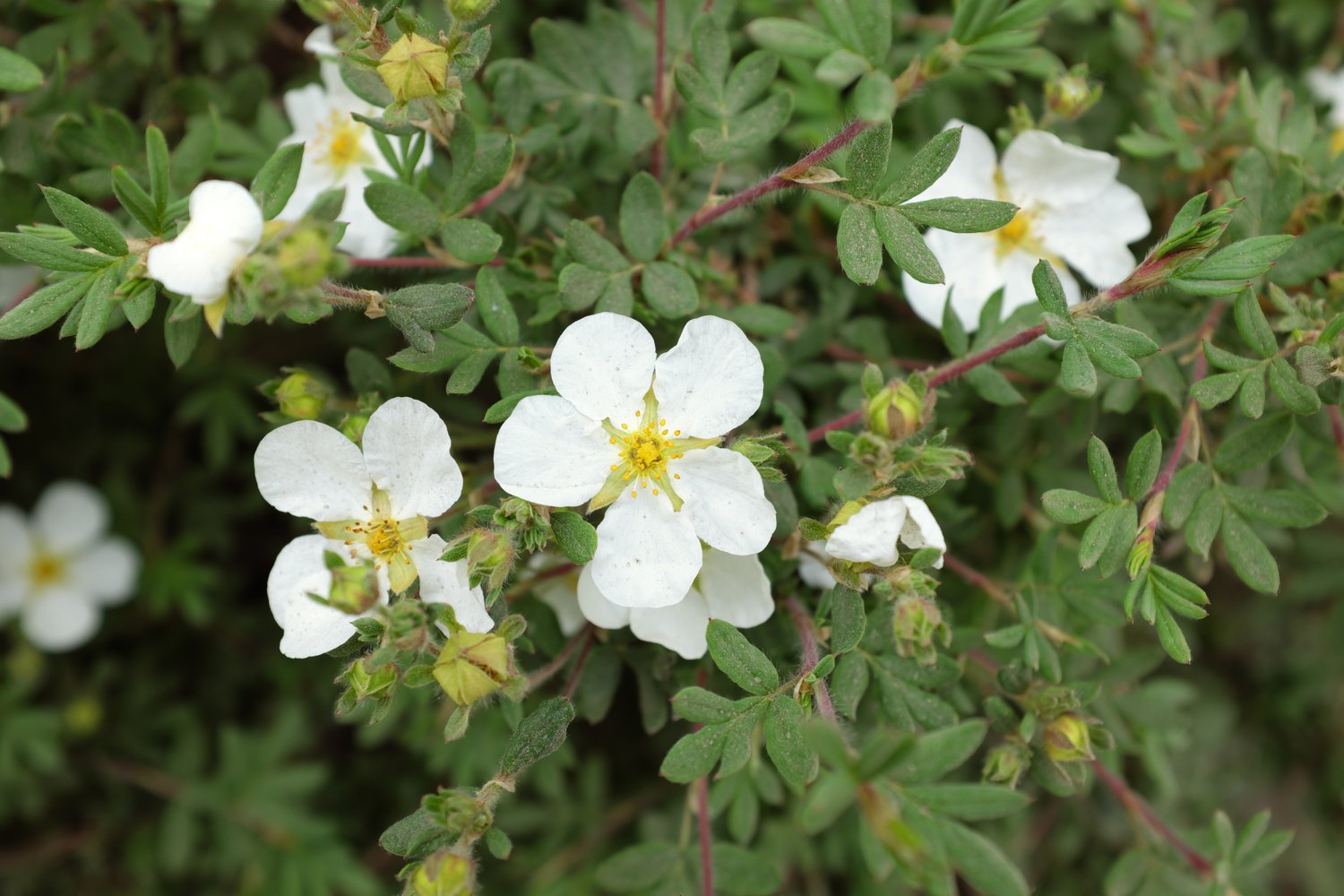 Dasiphora 'Abbotswood'