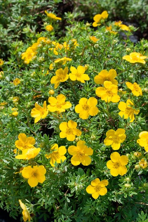 Dasiphora 'Goldfinger' E