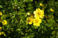 Dasiphora 'Goldfinger' E