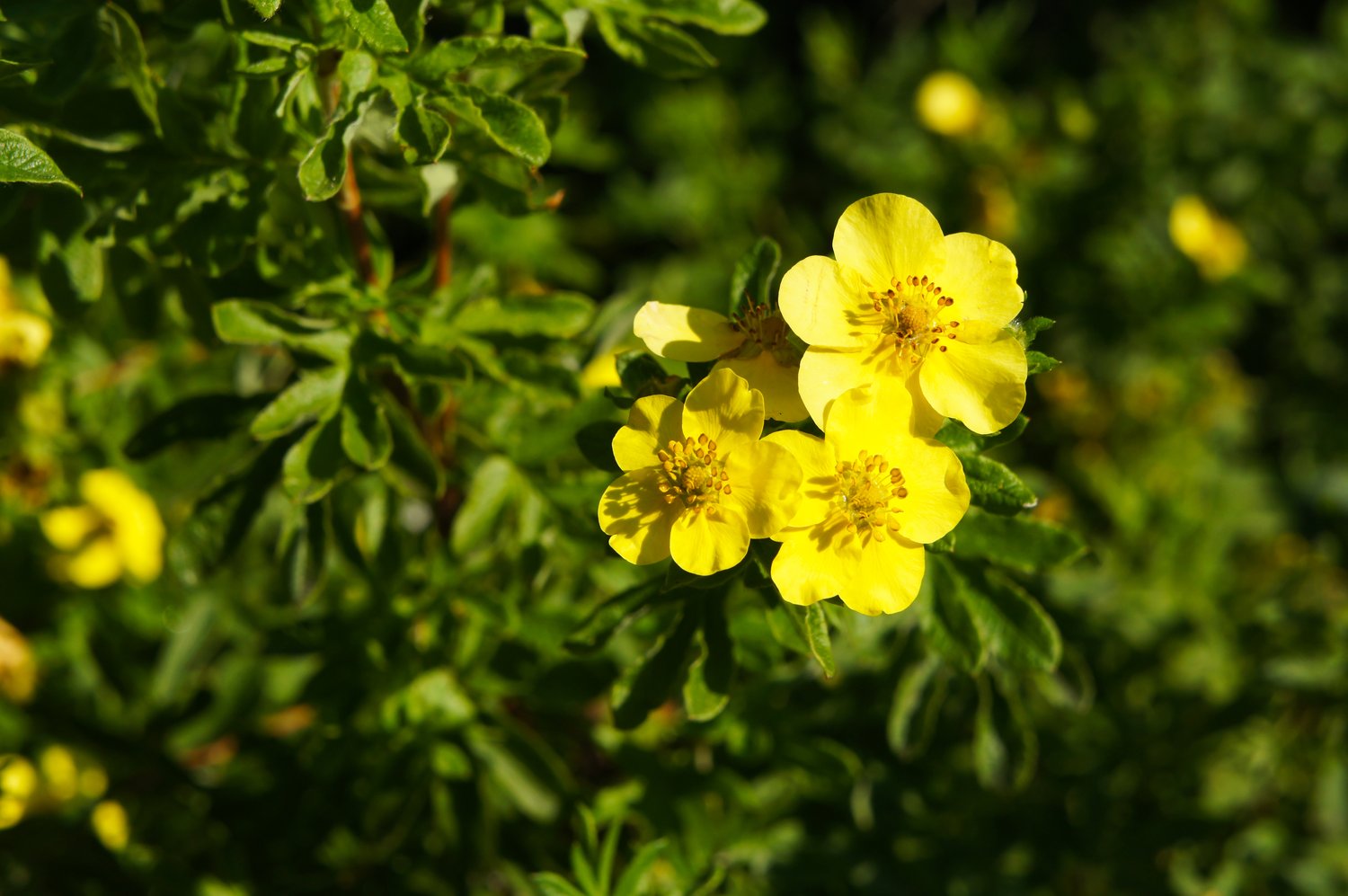 Dasiphora 'Goldfinger' E