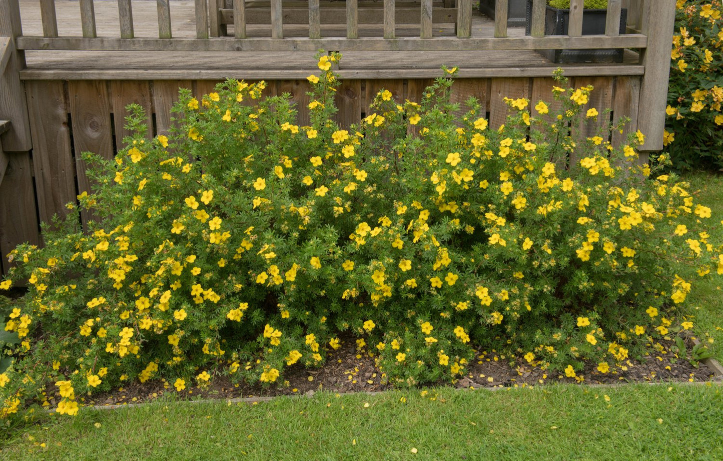 Dasiphora 'Goldfinger' E