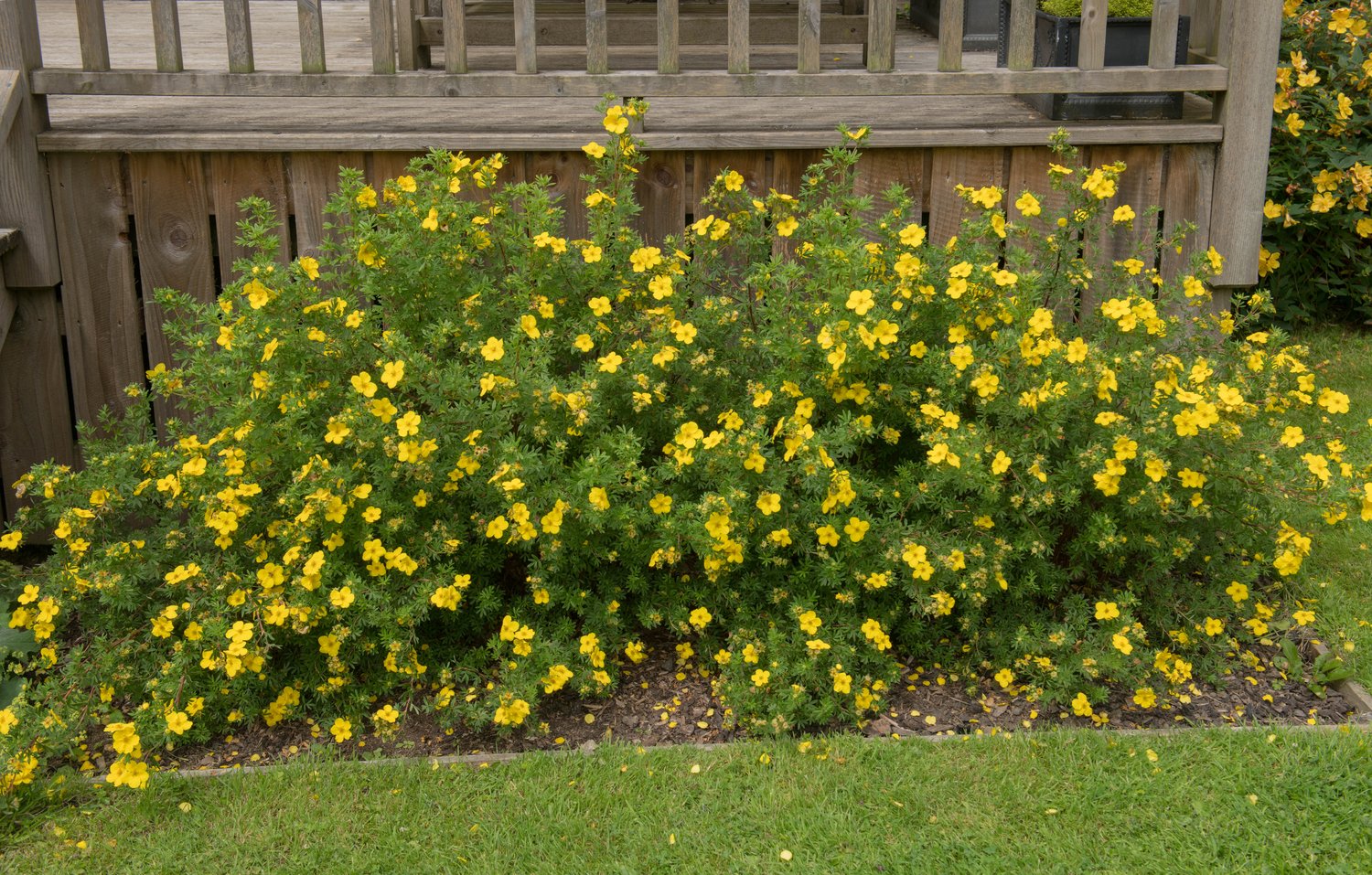 Dasiphora 'Goldfinger' E