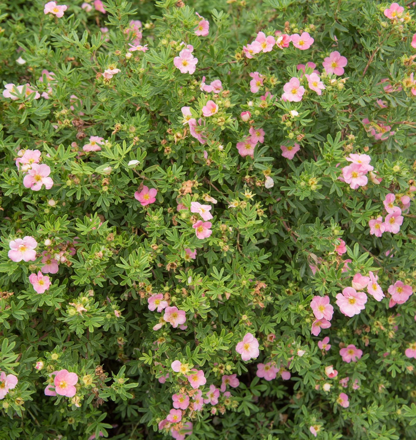 Dasiphora 'Pink Beauty'